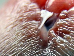 Ejaculation extreme close-up - control orgasm
