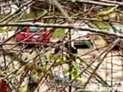 Поза 69, Любители, Блондинки, Чешки, Секс без цензуры, Лесбиянка, На природе, На публике