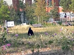 Блондинки, Пальцем, Эксгибиционист, Мастурбация, На природе, Киски, Бритые, Под юбкой