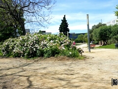 Kont, Grote lul, Bruinharig, Lul, Harig, Latijnse vrouw, Doordringend, Tieten likken