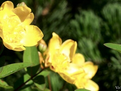 Lesbienne, Petite femme