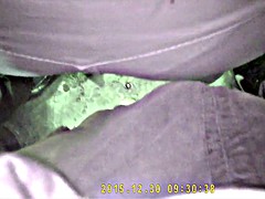 arrimon enxocada culona timida