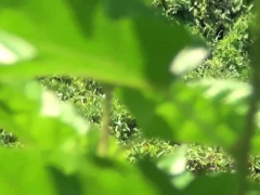 Asiatisch, Chinesisch, Hochschule, Hd, Im freien, Realität, Jungendliche (18+), Uniform