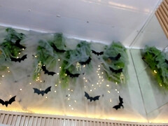 Amateur, Culo, Tetas grandes, Gordita, Latina, Solo, Tetas, Mojado