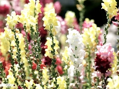 Большие сиськи, Минет, Рогоносцы, Хд, Милф, Чудовищные размеры, Реалити, Кричащие