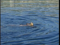 アナル, デカチン, デカパイ, フェラチオ, ドイツ人, Hd, ヌード, ヴィンテージ