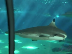 ビキニ, 指いじり, オイル, ピアス, ハメ撮り, 靴下, オッパイの, バイブレーター