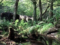 Culo, Belleza, Mamada, Celebridad, Clásico, Garganta profunda, Polla, Tetas
