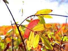 Amateur, Anal, Asiático, Lencería