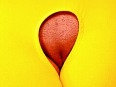 Cul, Sucer une bite, Brunette brune, En levrette, Branlette thaïlandaise, Rasée, Adolescente