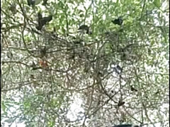 Morena, Polla, Sexo duro, Hd, Indio