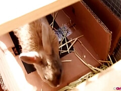 Gros seins, Brunette brune, Poilue, Hd, Lesbienne, Plan cul à trois