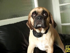 Cornudo, Estilo perrito, Hd, Lencería, Orgasmo, Realidad, Nalgadas, Medias largas