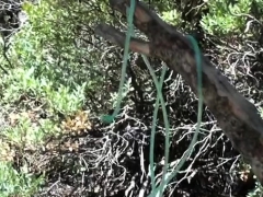 Sucer une bite, Hard, Interracial, De plein air