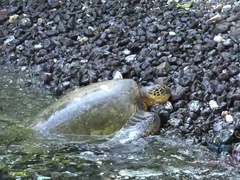 Leie, Strand, Blondine, Freundin, Nackt, Im freien, Zierlich, Titten