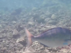 ビキニ, 茶髪の, 指いじり, 露出狂, 彼女, オーガズム, アウトドア, オッパイの