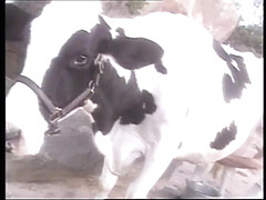 Grote lul, Pijpbeurt, Sperma in gezicht, Hd, Oud