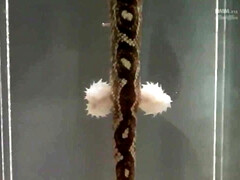 18 летние, Азиатки, Жопа, Сумасшедшие, Член, Молоденькие, Сиськи, Влажная