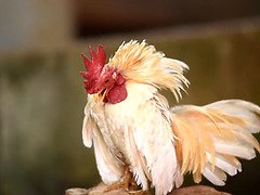 Enthousiasteling, Grote kont, Grote lul, Grote mammen, Hd, Interraciaal, Tatoeage, Tiener