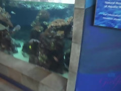 Любители, Бикини, Блондинки, Минет, На природе, От первого лица, Бритые, Сиськи