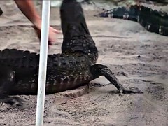 デカパイ, ビキニ, ソフトコア