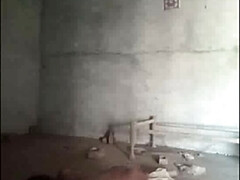 Braunhaarige, Schwanz, Hd, Indisch