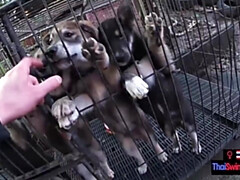 18, 素人, アジア人, デカチン, フェラチオ, Hd, ハメ撮り, タイ